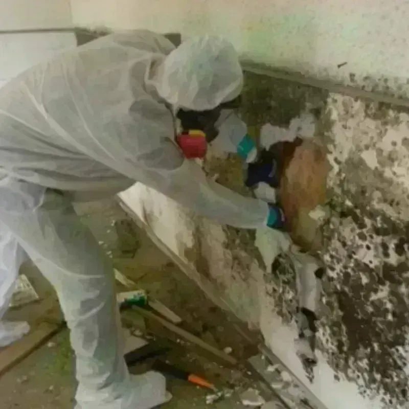 Mold Remediation and Removal in Green Knoll, NJ